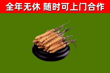 大余县烟酒回收冬虫夏草.jpg